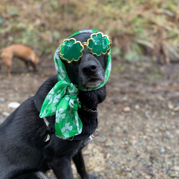 Meet your Posher, Sienna - Picture 1 of 1